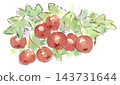秋季植物火棘（Pyracantha coccinea）的水彩插圖。 143731644