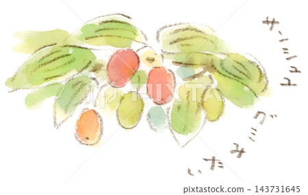 一幅水彩插圖,描繪了色彩斑斕的山茱萸漿果,這是一種秋季植物。 一幅水彩插圖,描繪了色彩斑斕的山茱萸漿果,這是一種秋季植物。 143731645
