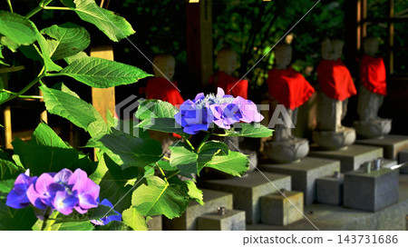 山頂寺廟的庭院裡有地藏菩薩像和盛開的繡球花。 山頂寺廟的庭院裡有地藏菩薩像和盛開的繡球花。 143731686