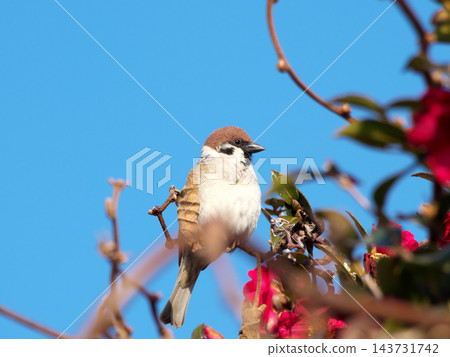 一隻麻雀站在紅花綠葉叢中。 一隻麻雀站在紅花綠葉叢中。 143731742