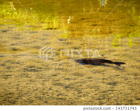 一條鯉魚在清澈的河水中淺淺地遊著。 一條鯉魚在清澈的河水中淺淺地遊著。 143731743
