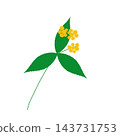 Hand-painted yellow berries on a branch of Ardisia crenata (Japanese laurel), with yellow berries and leaves, and three leaves per branch. 143731753
