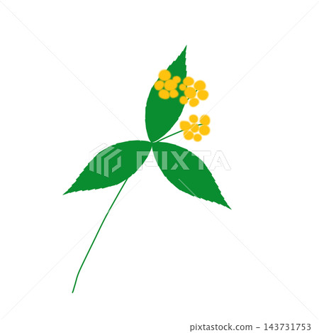 Hand-painted yellow berries on a branch of Ardisia crenata (Japanese laurel), with yellow berries and leaves, and three leaves per branch. Hand-painted yellow berries on a branch of Ardisia crenata (Japanese laurel), with yellow berries and leaves, and three leaves per branch. 143731753