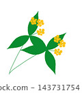 Hand-painted yellow berries on a branch of Ardisia crenata with two branches and three leaves. 143731754