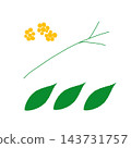 Hand-painted yellow berries (Ardisia crenata), berry, stem, and leaf parts set, three-leaf type. 143731757