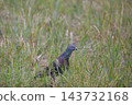 Pigeons walking in the rice fields 143732168