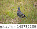 Pigeons walking in the rice fields 143732169