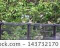 Sparrow that fits in the fence 143732170