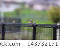 Sparrow that fits in the fence 143732171
