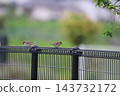 Sparrow that fits in the fence 143732172