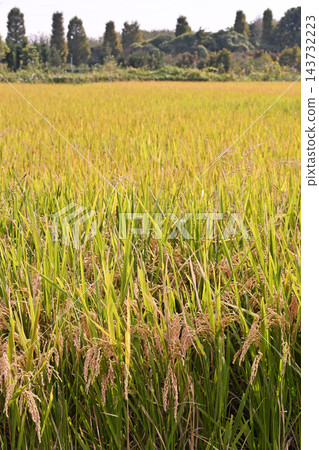 水沼稻田：水稻種植，豐收的秋收 143732223