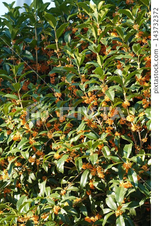 桂花盛開 - 2026年10月 桂花盛開 - 2026年10月 143732372