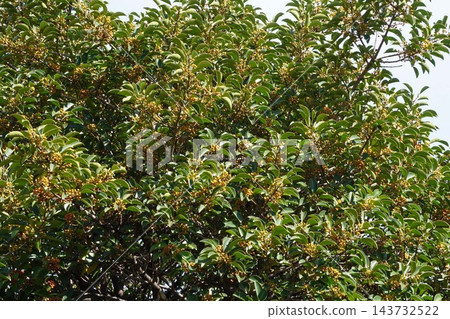 冬青樹(Ilex rotunda)色彩繽紛的漿果 - 2026年10月 冬青樹(Ilex rotunda)色彩繽紛的漿果 - 2026年10月 143732522