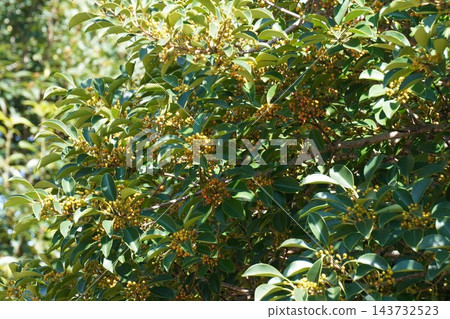 冬青樹(Ilex rotunda)色彩繽紛的漿果 - 2026年10月 冬青樹(Ilex rotunda)色彩繽紛的漿果 - 2026年10月 143732523