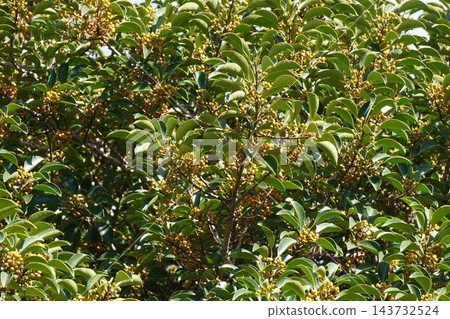 冬青樹(Ilex rotunda)色彩繽紛的漿果 - 2026年10月 冬青樹(Ilex rotunda)色彩繽紛的漿果 - 2026年10月 143732524