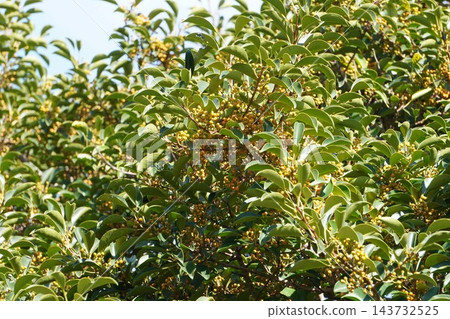 冬青樹（Ilex rotunda）色彩繽紛的漿果 - 2026年10月 143732525