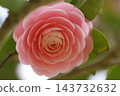 Beautiful pink camellia flowers Beautiful pink camellia flowers 143732632