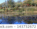 Lotus pond foliage 143732672