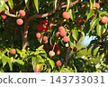 Red dogwood berries - October 2026 143733031