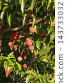 Red dogwood berries - October 2026 143733032