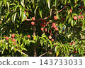 Red dogwood berries - October 2026 143733033
