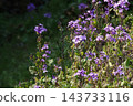Spring March Purple lily of the valley flowers 143733116