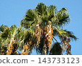 Washingtonia palm fruit - October 2026 143733123