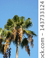 Washingtonia palm fruit - October 2026 143733124