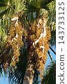 Washingtonia palm fruit - October 2026 143733125