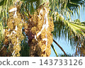 Washingtonia palm fruit - October 2026 143733126