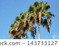 Washingtonia palm fruit - October 2026 143733127