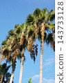 Washingtonia palm fruit - October 2026 143733128