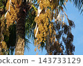 Washingtonia palm fruit - October 2026 143733129