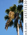 Washingtonia palm fruit - October 2026 143733130