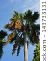 Washingtonia palm fruit - October 2026 143733131
