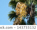 Washingtonia palm fruit - October 2026 143733132