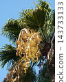 Washingtonia palm fruit - October 2026 143733133