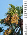 Washingtonia palm fruit - October 2026 143733134