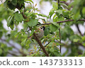 Sparrow that fits in branches 143733313