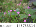 Evening primrose flowers blooming by the roadside 143733314