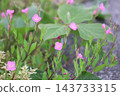 Evening primrose flowers blooming by the roadside 143733315