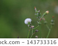 Cornus officinalis fluff 143733316
