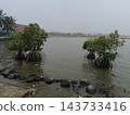 mangrove trees beside the pier mangrove trees beside the pier  143733416