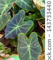 leaf with water drops 143733440