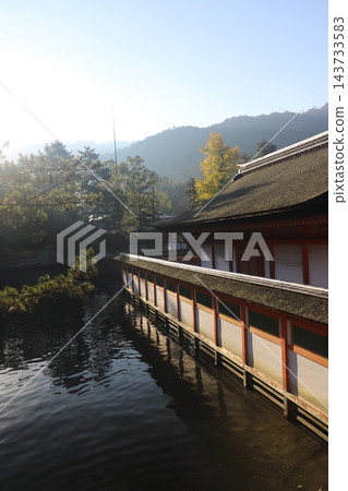 The beautiful scenery of Itsukushima Shrine (Kyakujinja Shrine and Kagami-no-ike Pond), a World Heritage site in Miyajima, Hiroshima Prefecture, which is bustling with visitors during the autumn foliage season. The beautiful scenery of Itsukushima Shrine (Kyakujinja Shrine and Kagami-no-ike Pond), a World Heritage site in Miyajima, Hiroshima Prefecture, which is bustling with visitors during the autumn foliage season. 143733583