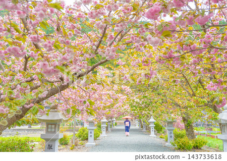 一位身穿和服的女子站在滋賀縣長濱市伊賀久神社的參道旁,那裡重瓣櫻花正值盛開。 一位身穿和服的女子站在滋賀縣長濱市伊賀久神社的參道旁,那裡重瓣櫻花正值盛開。 143733618