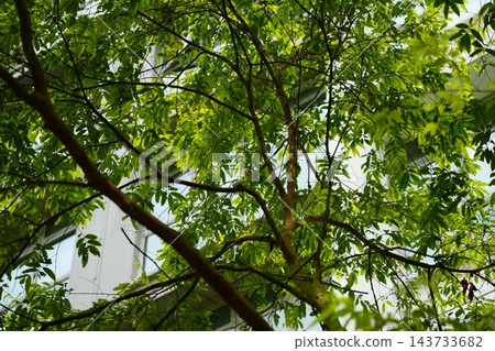 Green Trees Against Building Facade Daytime Scenery Green Trees Against Building Facade Daytime Scenery 143733682