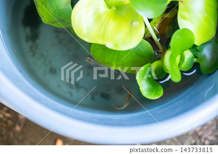 從鳥瞰視角可以看到養魚場，圖中可見兩條青鱂魚在藍色水盆中游動，還有綠色的水葫蘆、漂浮的圓形葉子和水面。 143733815