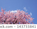 Pink cherry blossoms in full bloom against a backdrop of a blue spring sky. 143733841