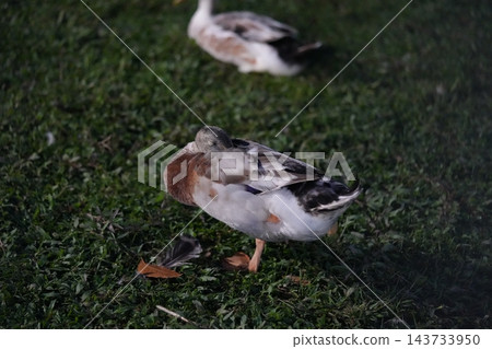 Resting Duck on Green Grass Outdoor Nature Scene Resting Duck on Green Grass Outdoor Nature Scene 143733950